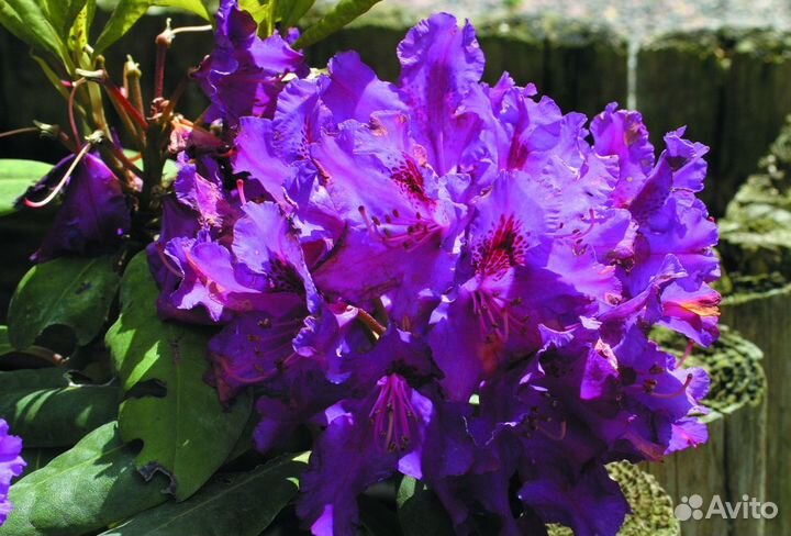 Рододендрон Распутин