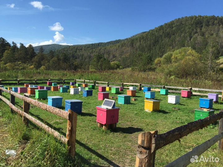 Мед цветочный