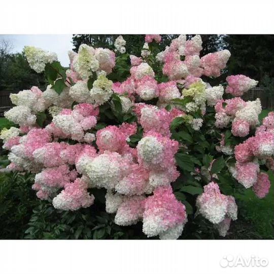 Гортензия метельчатая