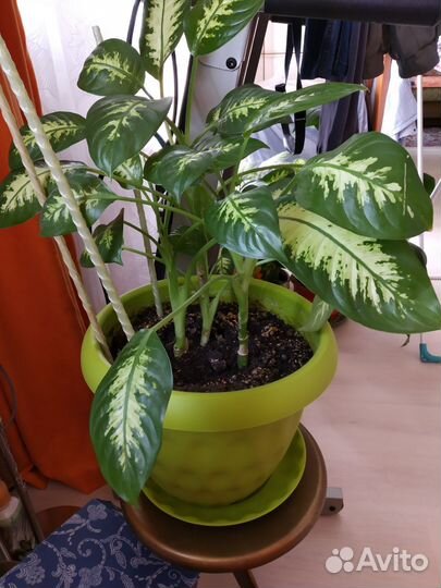 Дифенбахия