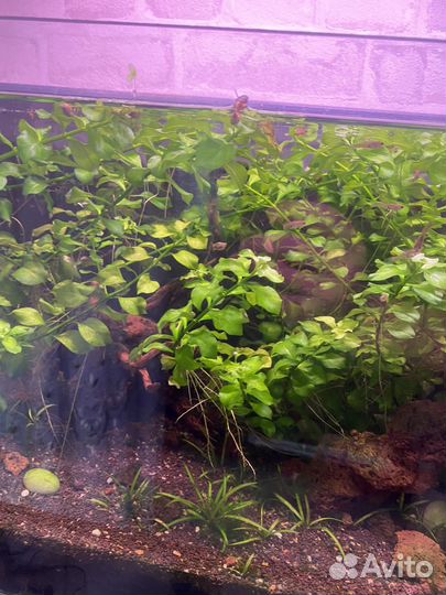 Аквариумные растения, гуппи