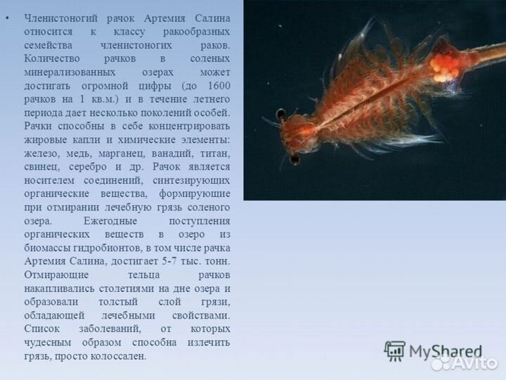 Соль рапа. 10 кг. Алтай. Лечит суставы стресс кожу