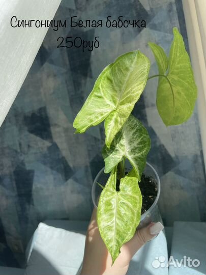 Сингониумы