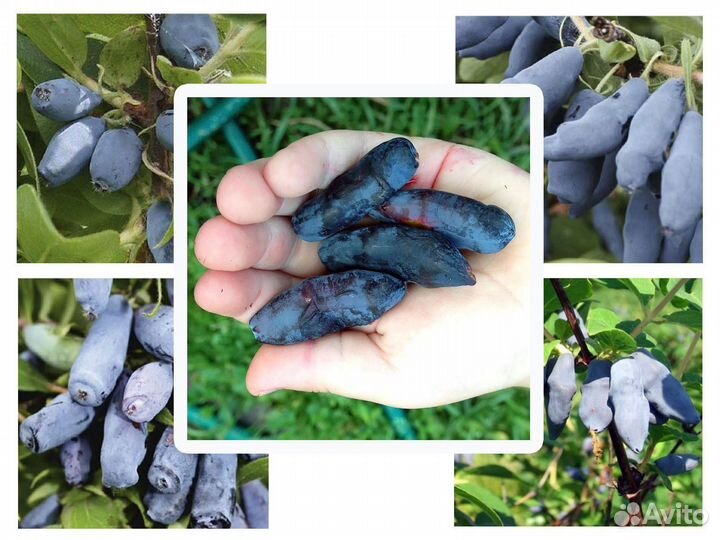 Саженцы Канадской Жимолости крупноплодной