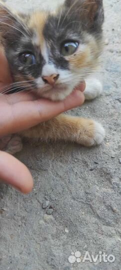 Отдам котятх