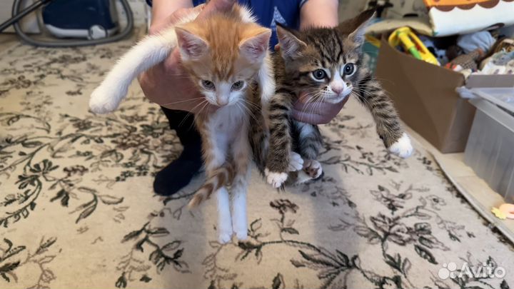 Бенгальские котята