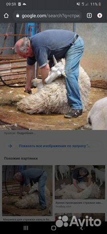 Стрижка овец,электро машинкой 100голов за 1день