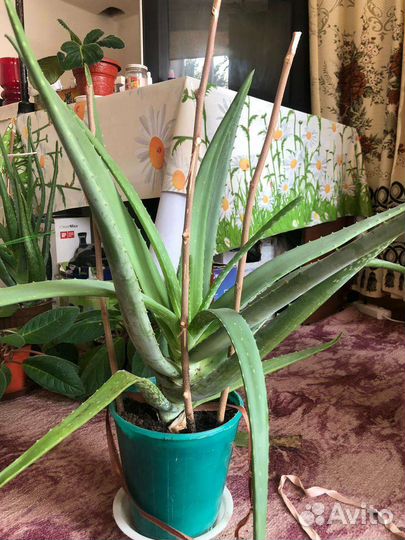 Алоэ, каланхоэ