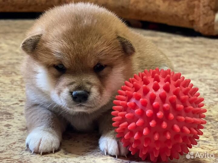 Сиба ину. Милые малыши для вас