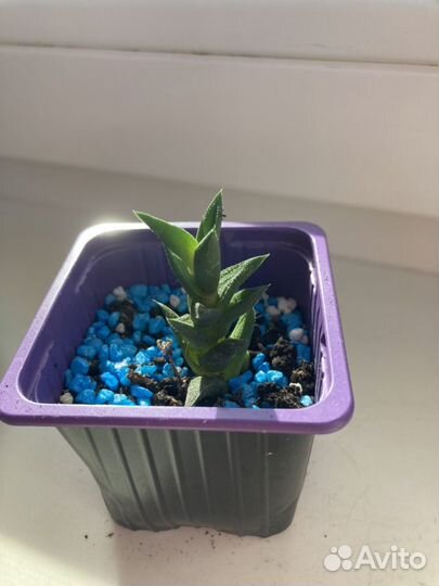 Суккулент Астролоба, или Апикра