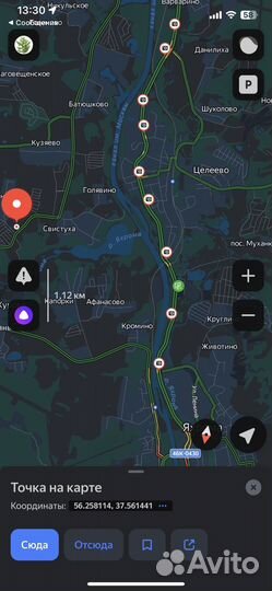 Туя брабант