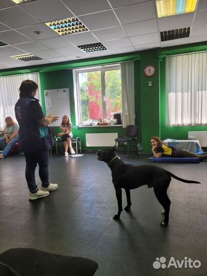 Дрессировка собак кинолог