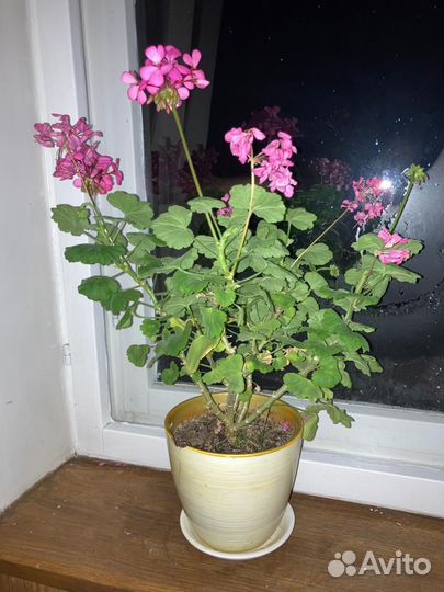 Комнатные растения разные цветы