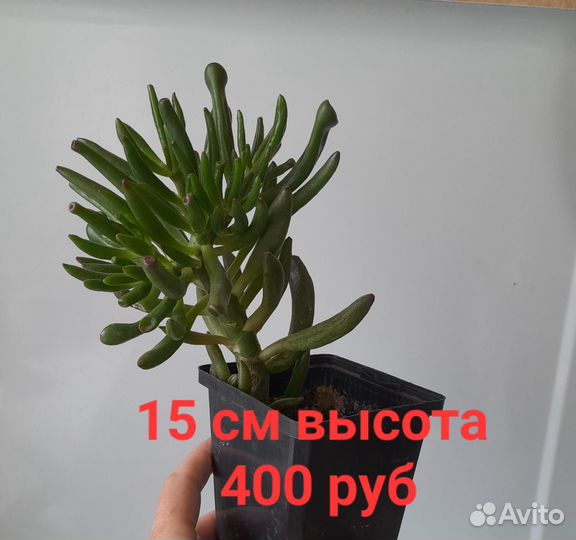 Крассула хоббит(коралл)