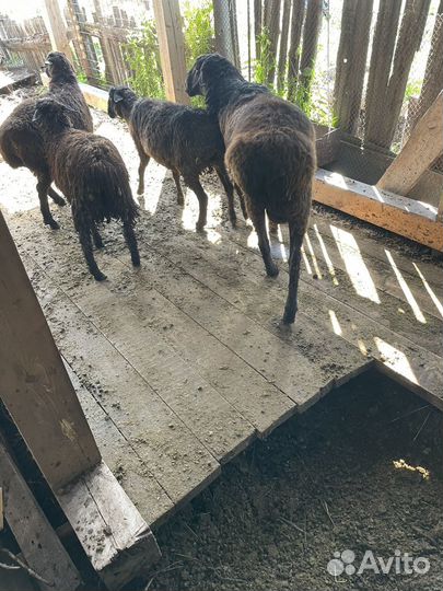 Эдельбаевские бараны на племя