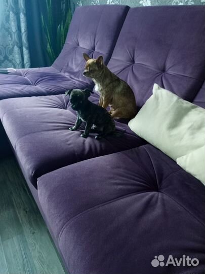 Щенки чихуахуа