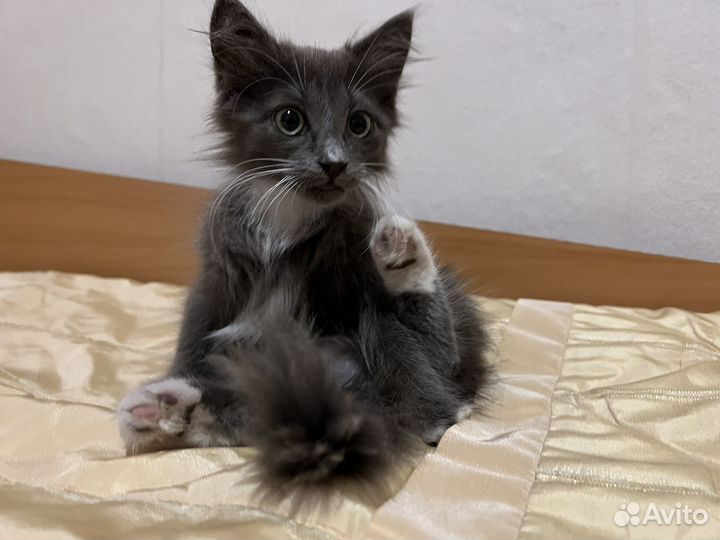 Котята в добрые руки мальчики