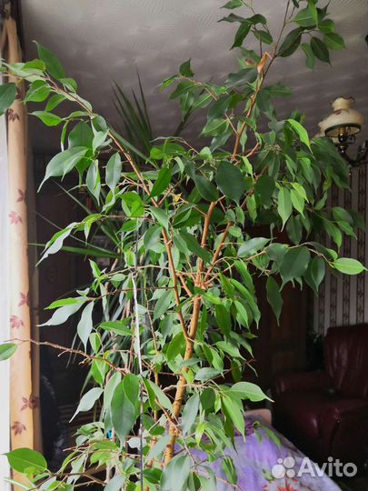 Комнатные растения: Фикус,драцена,пальма хамедорея