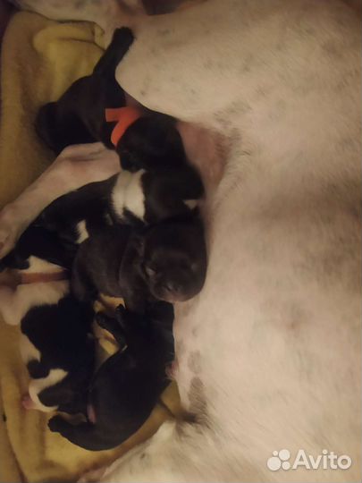 Собаки щенки