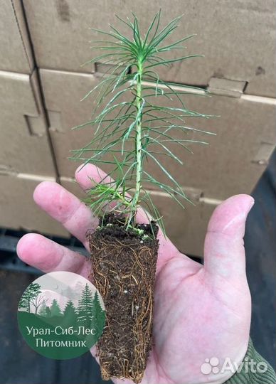 Сосна зкс окс сеянцы Ель Лиственница Голуб Горная