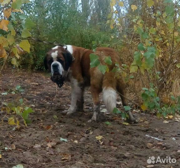 Сенбернар на вязку
