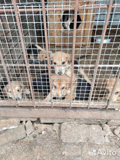 Щенки русской гончей