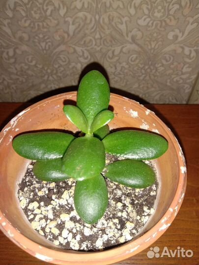 Крассула денежное дерево