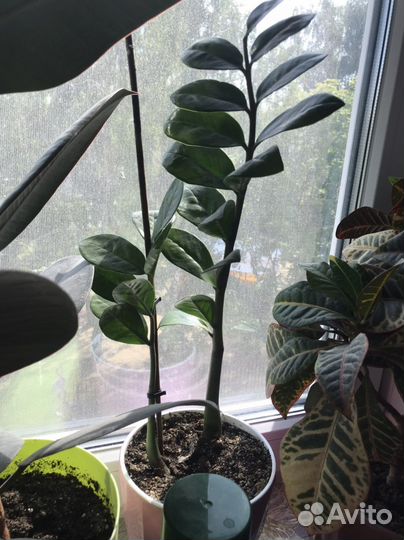 Замиокулькас. Долларовое дерево