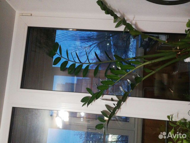 Замиокулькас