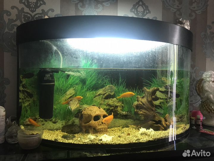 Аквариум