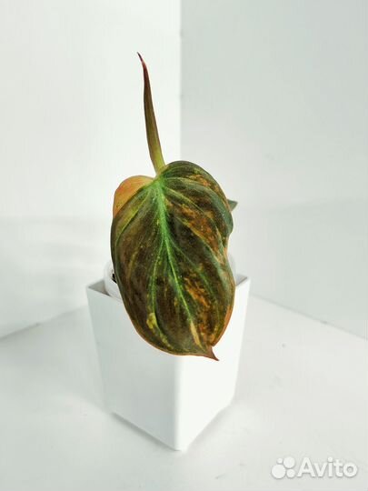 Филодендрон миканс вариегатный