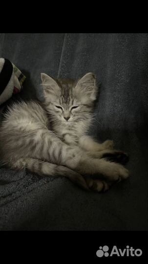 Кошка в дар