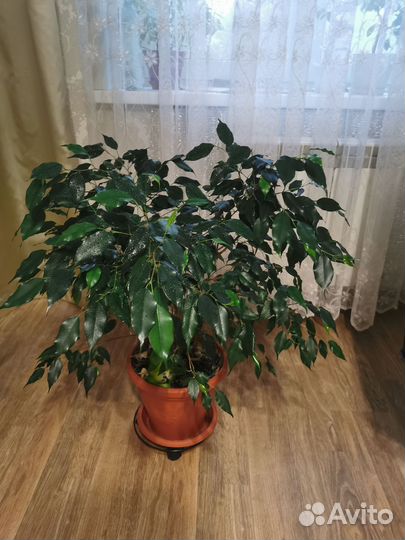 Фикус бенджамина большой
