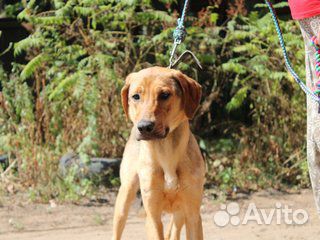 Ищет дом великолепный пес Анвар
