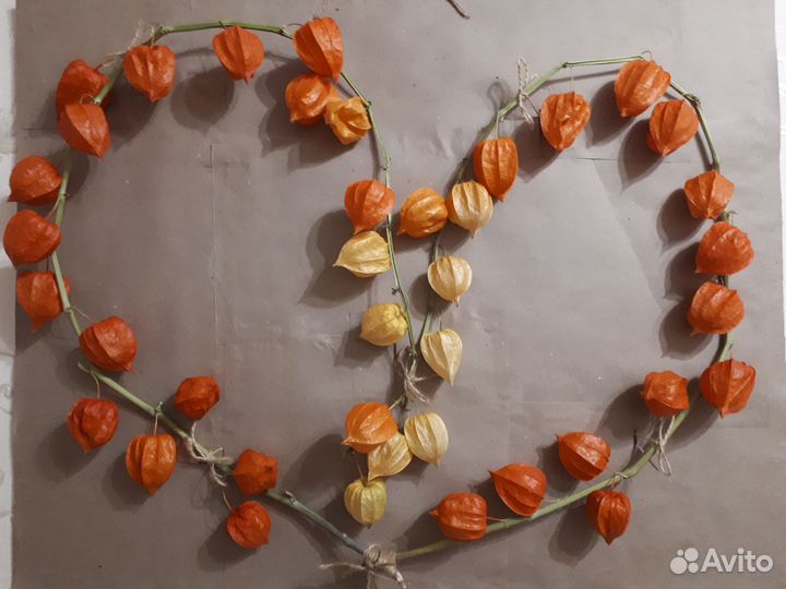 Физалис декоративный. Сердечко. Сухоцвет