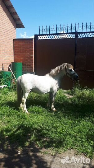 Продам лошадь