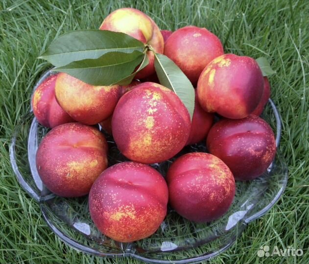 Саженцы Нектарина «Лола»