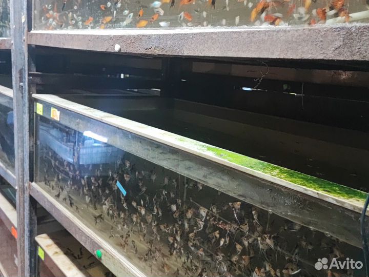 Аквариумные рыбы, растения, декор и корма оптом