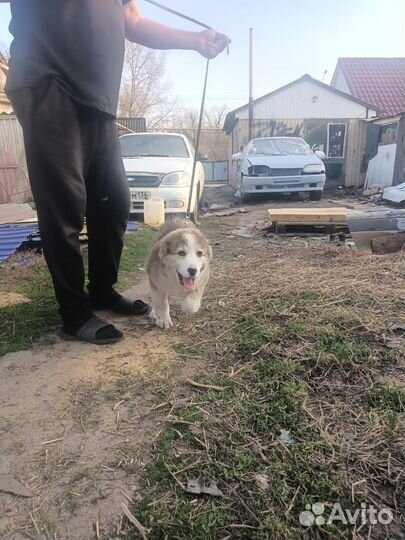 Щенки сао алабай