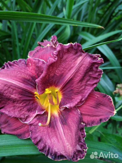 Лилейники, флоксы, пионы, ирисы, лилия