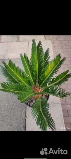 Пальма цикас