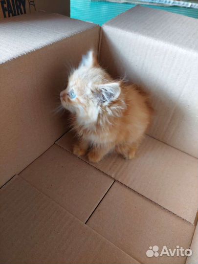 Рыжий котенок в добрые руки