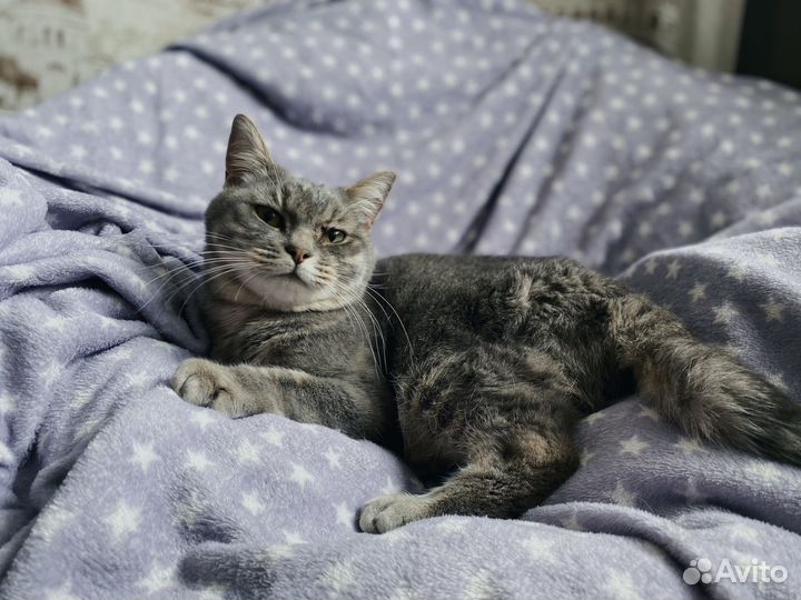 Малышка кошка ищет дом