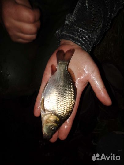 Продам малек карпа