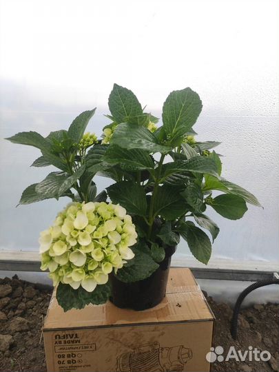 Гортензия крупнолистная