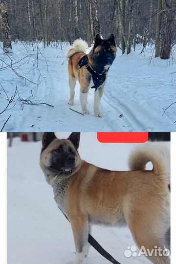 Продаются щенки Американской Акиты