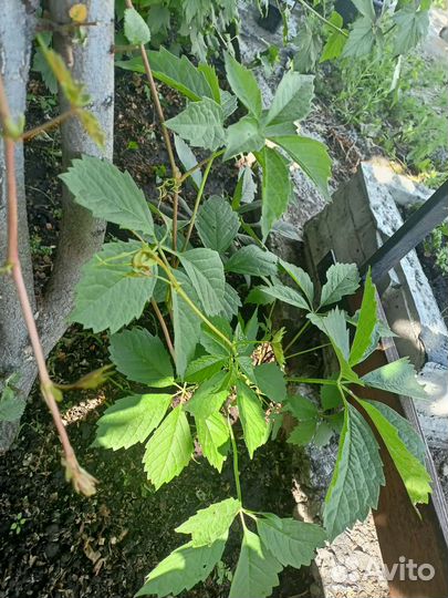 Саженцы девичий виноград