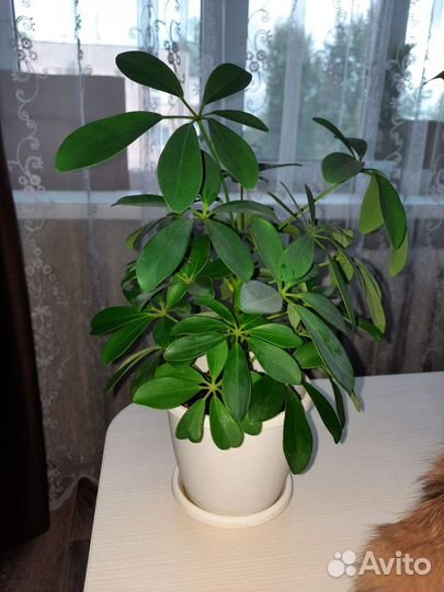 Шефлера,пуансеттия