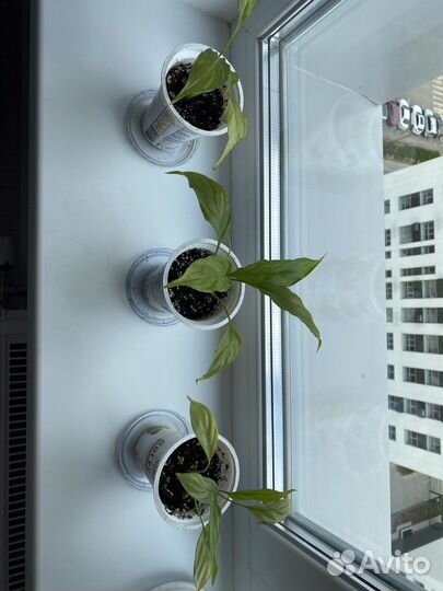 Спатифиллум