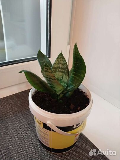 Сансевиерия